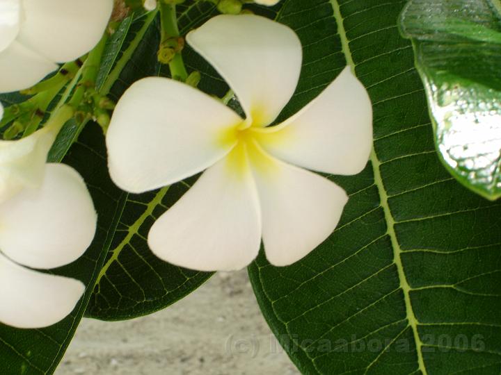 55vive la normandie 020.jpg - Frangipanier (Plumeria rubra sp.)